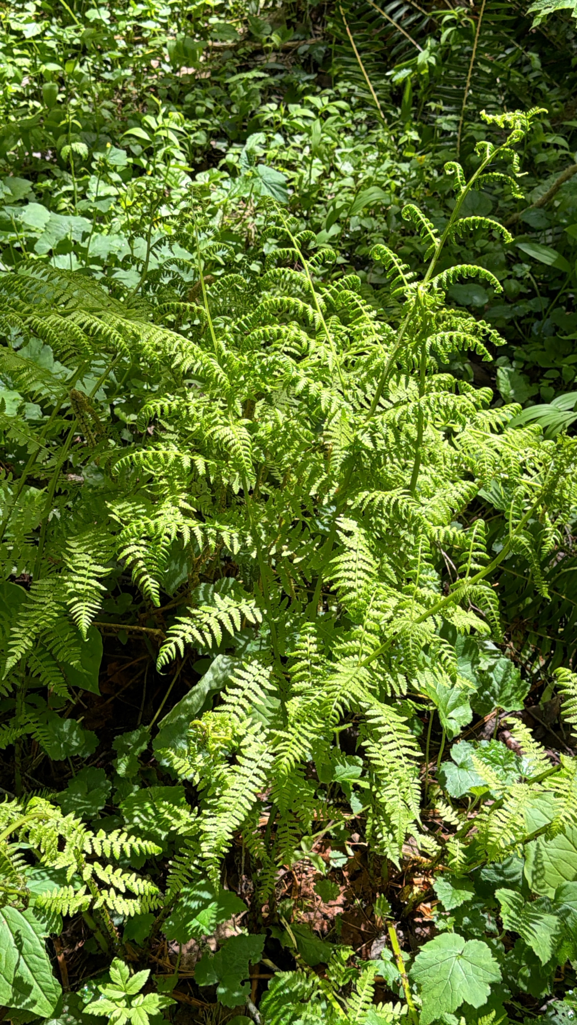Athyrium filix-femina