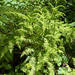 lady fern
