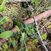Western Rattlesnake Plantain