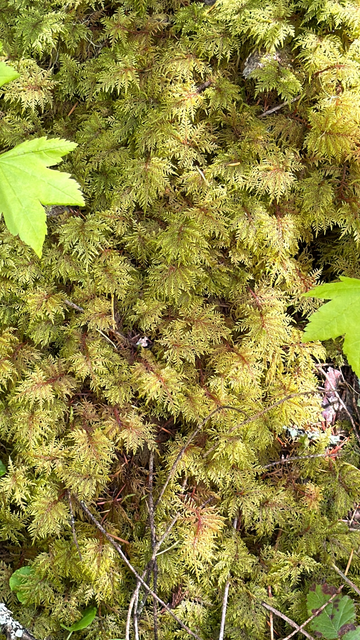 Hylocomium splendens