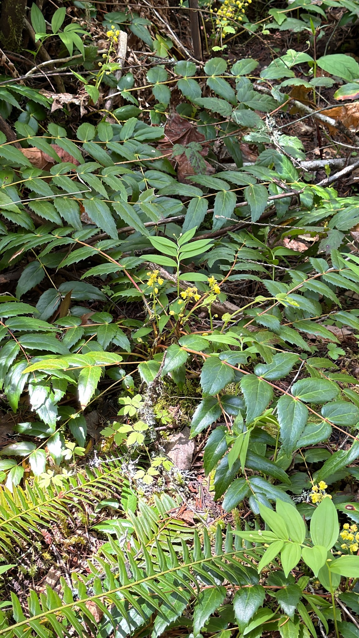Berberis nervosa