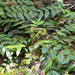 Cascade Oregon-grape