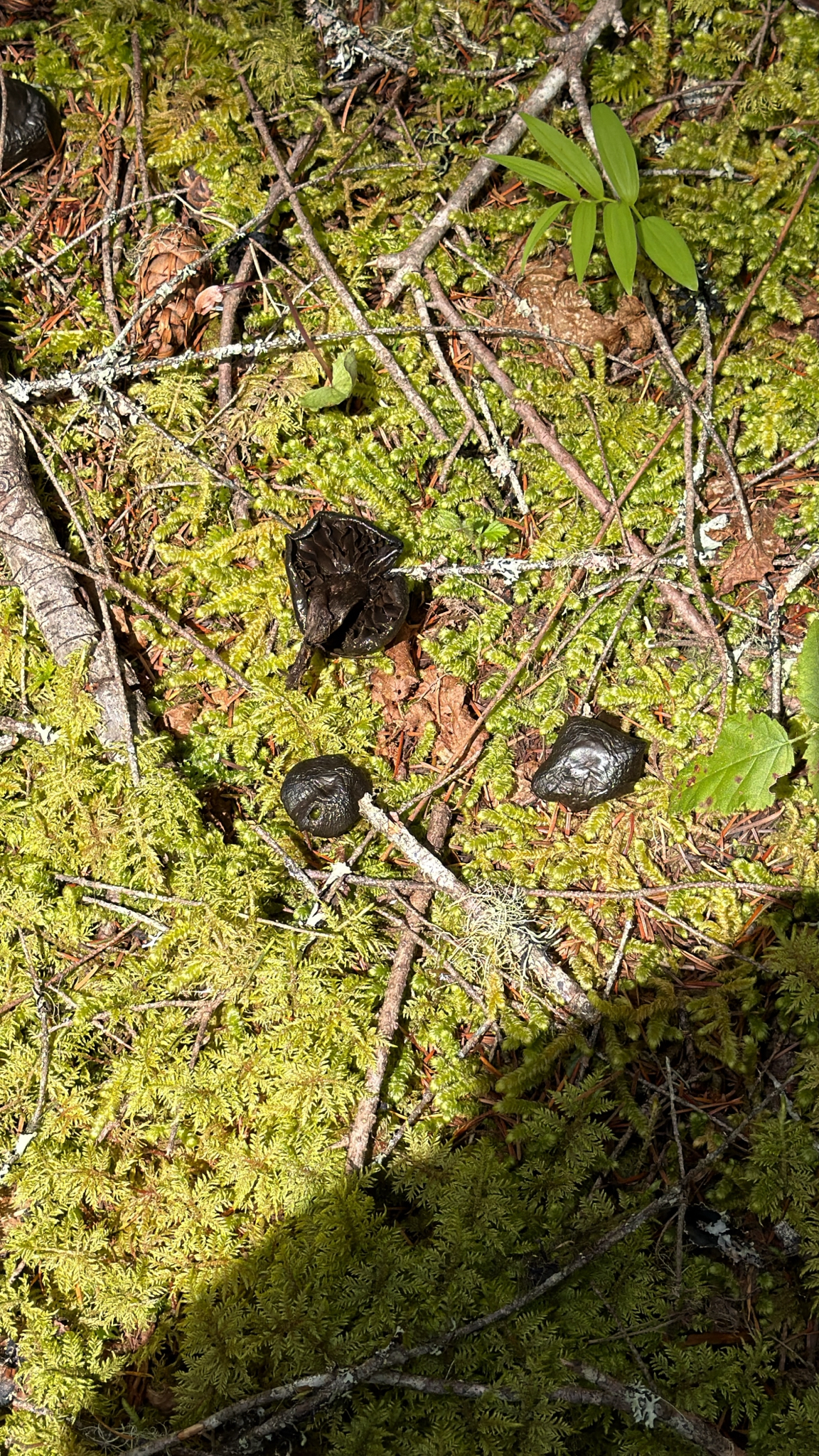 Urnula padeniana