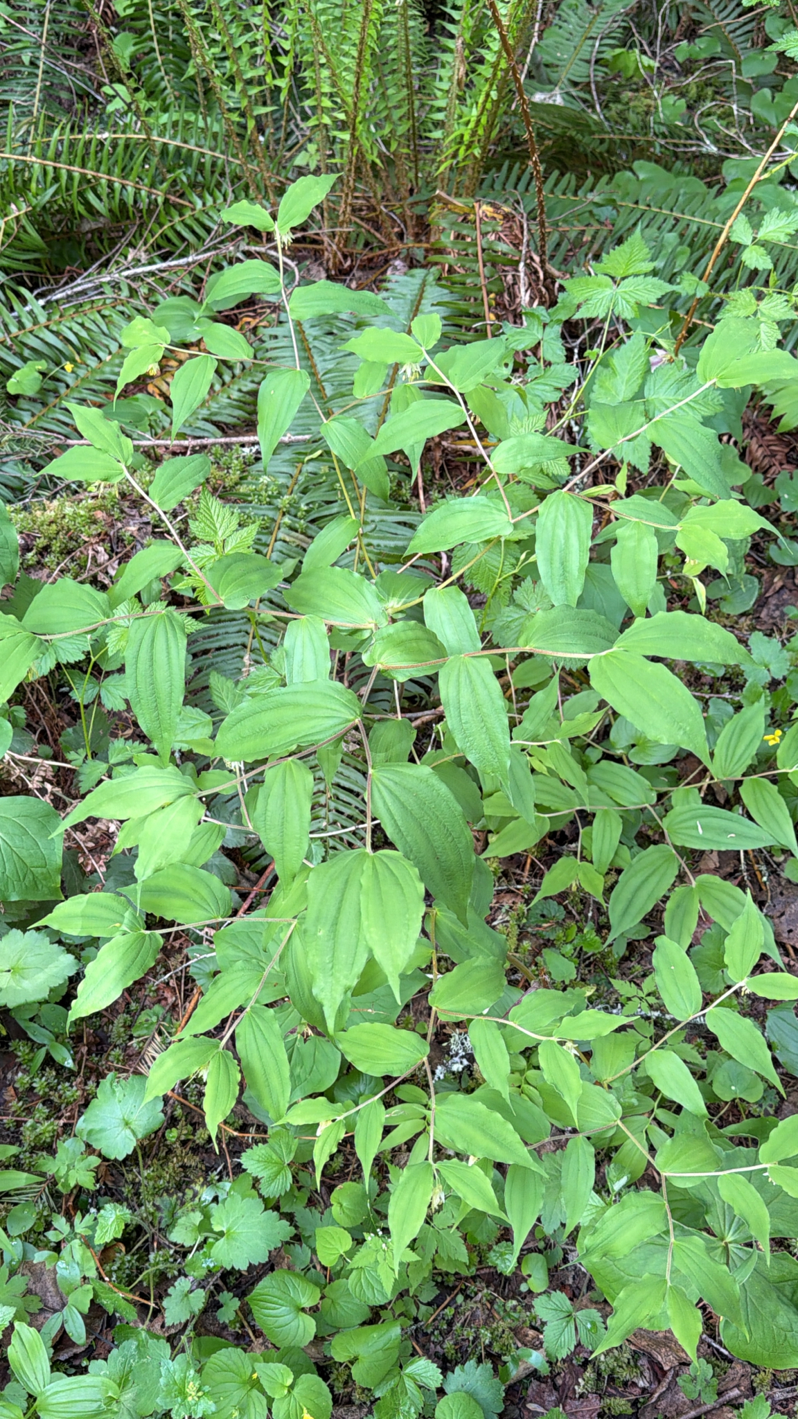 Prosartes hookeri