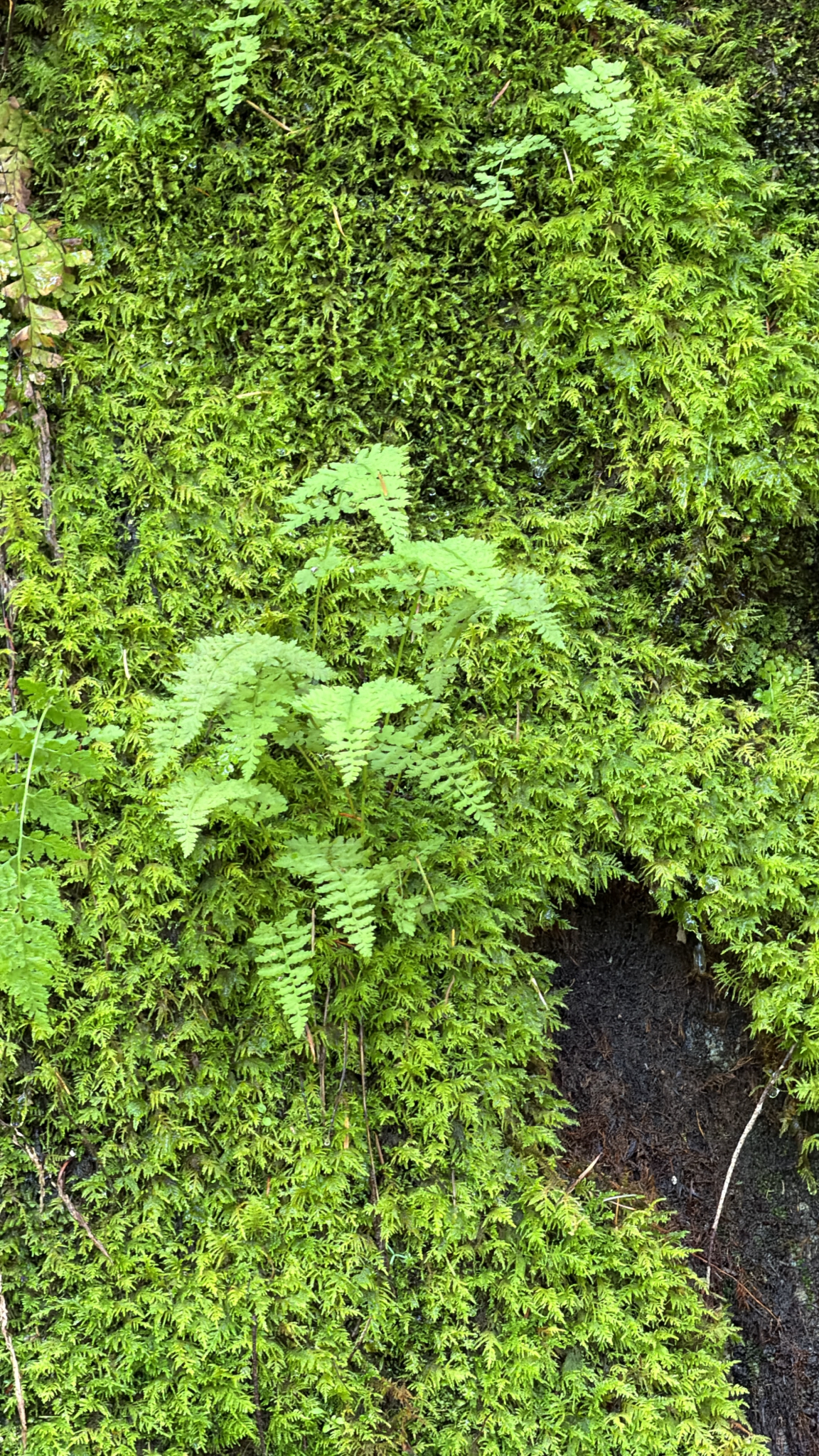 Cystopteris
