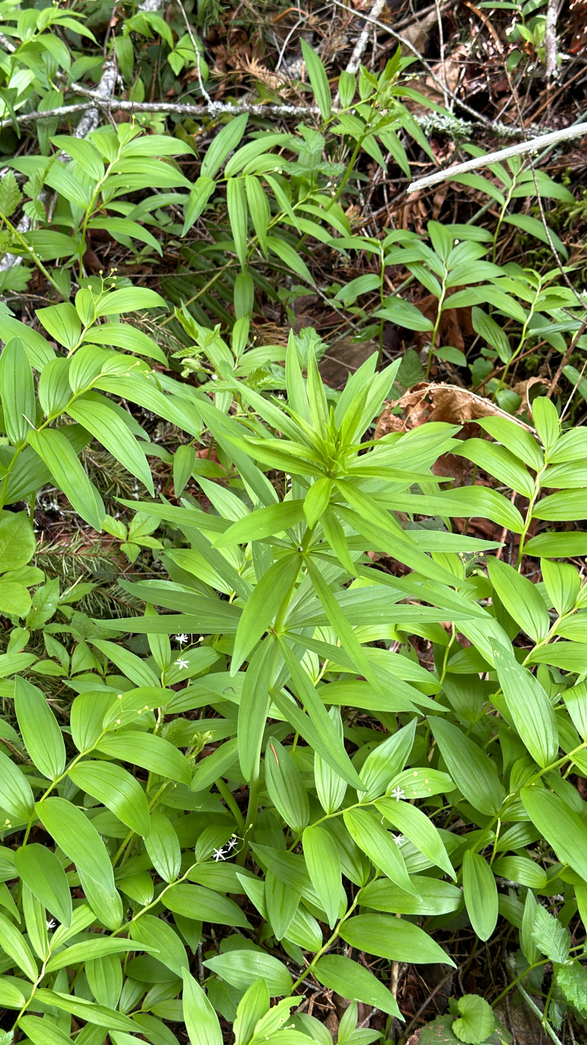 Lilium columbianum