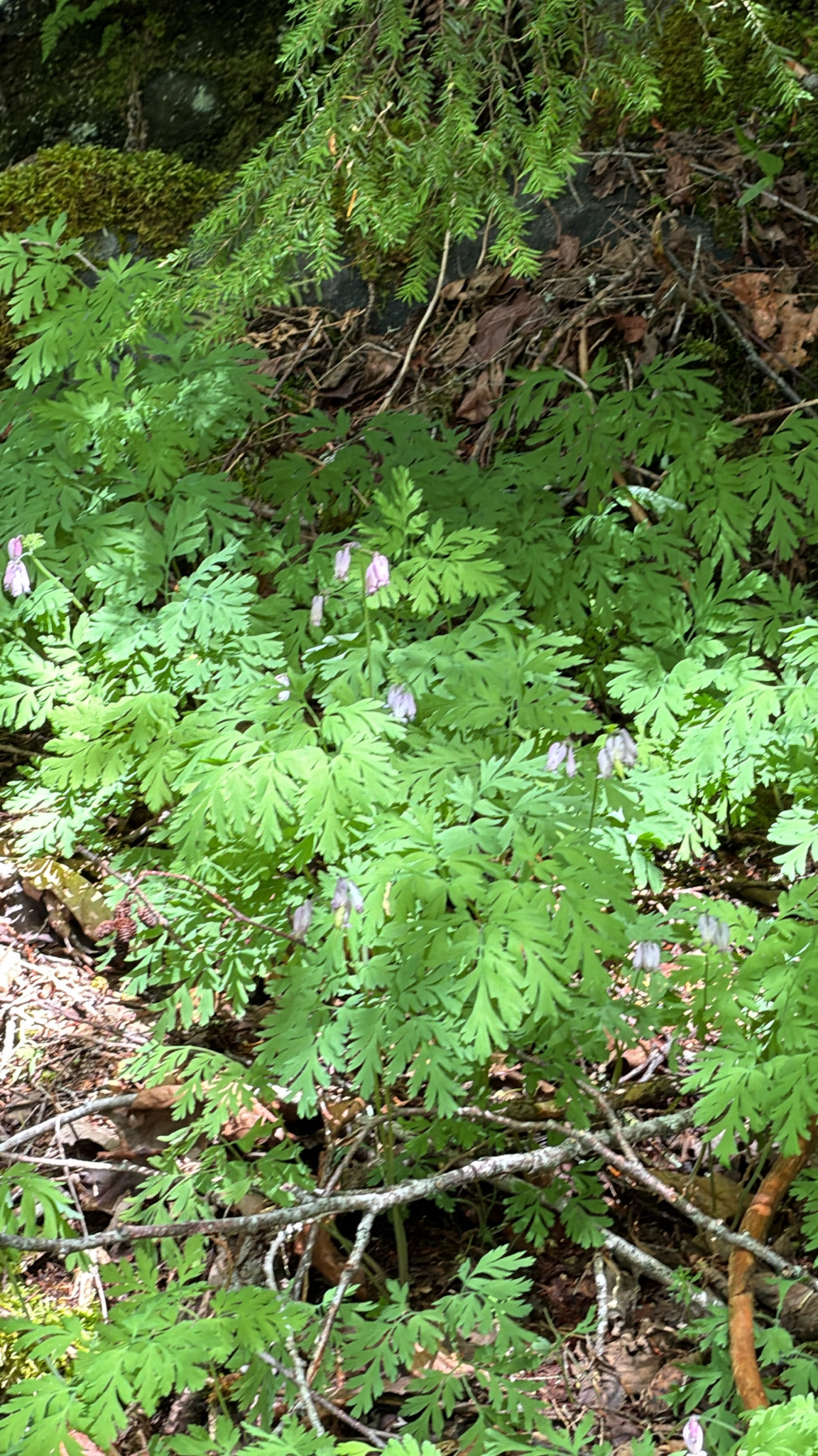 Dicentra formosa