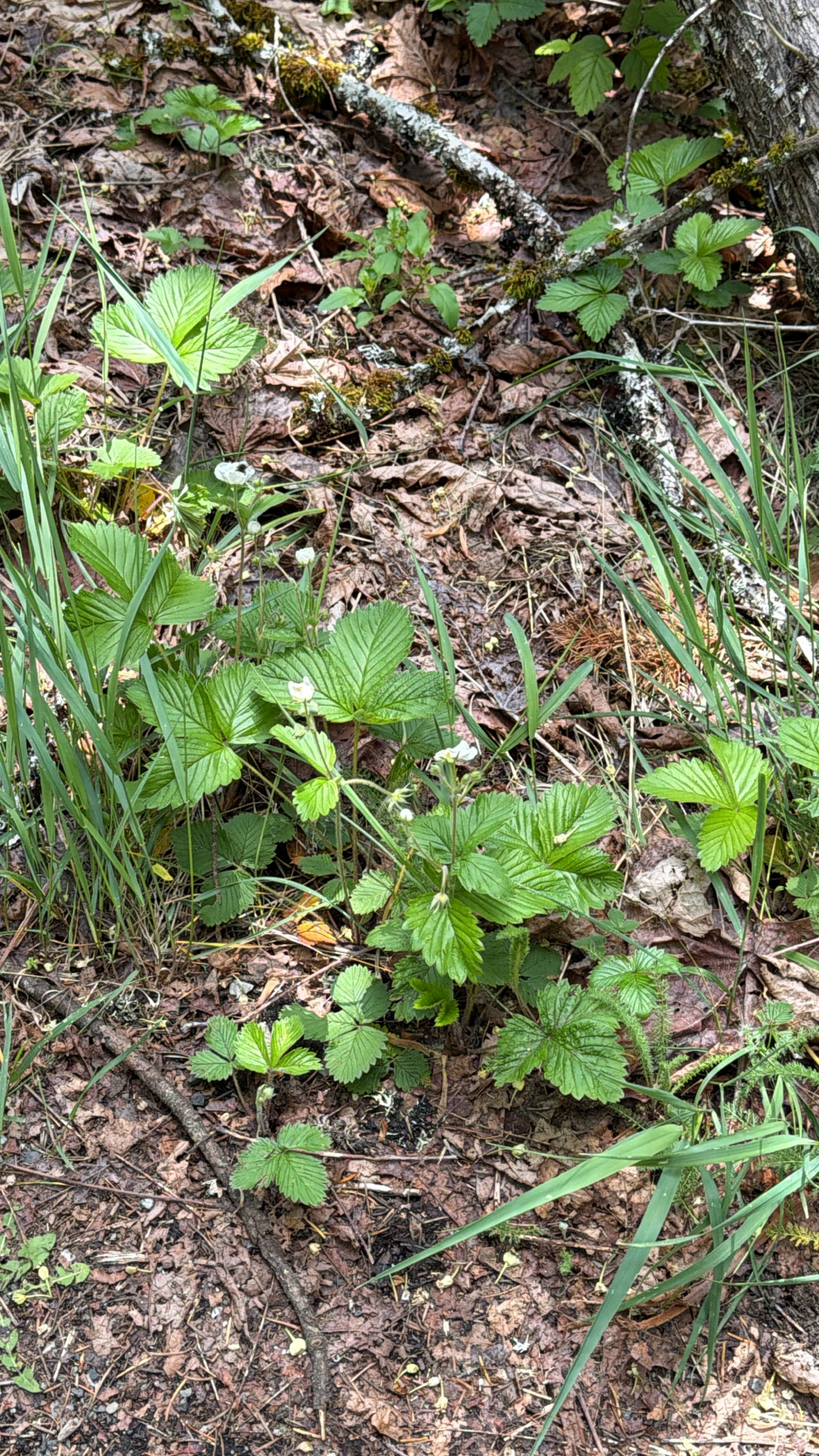 Fragaria vesca