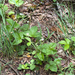 woodland strawberry