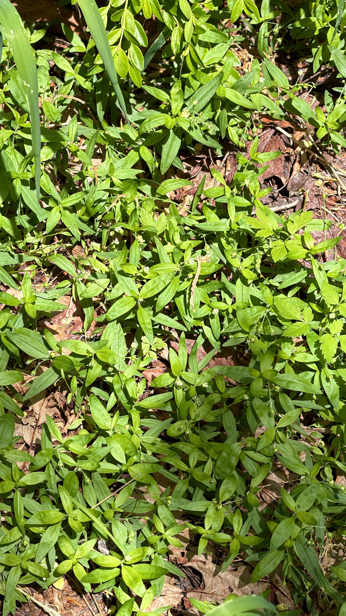 Moehringia macrophylla