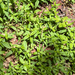 Largeleaf Sandwort