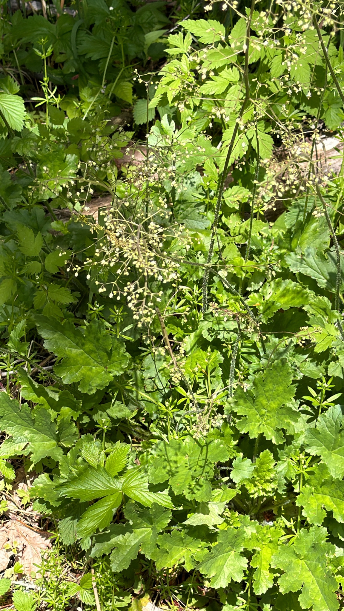 Heuchera micrantha