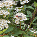 Downy Leather-winged Beetle