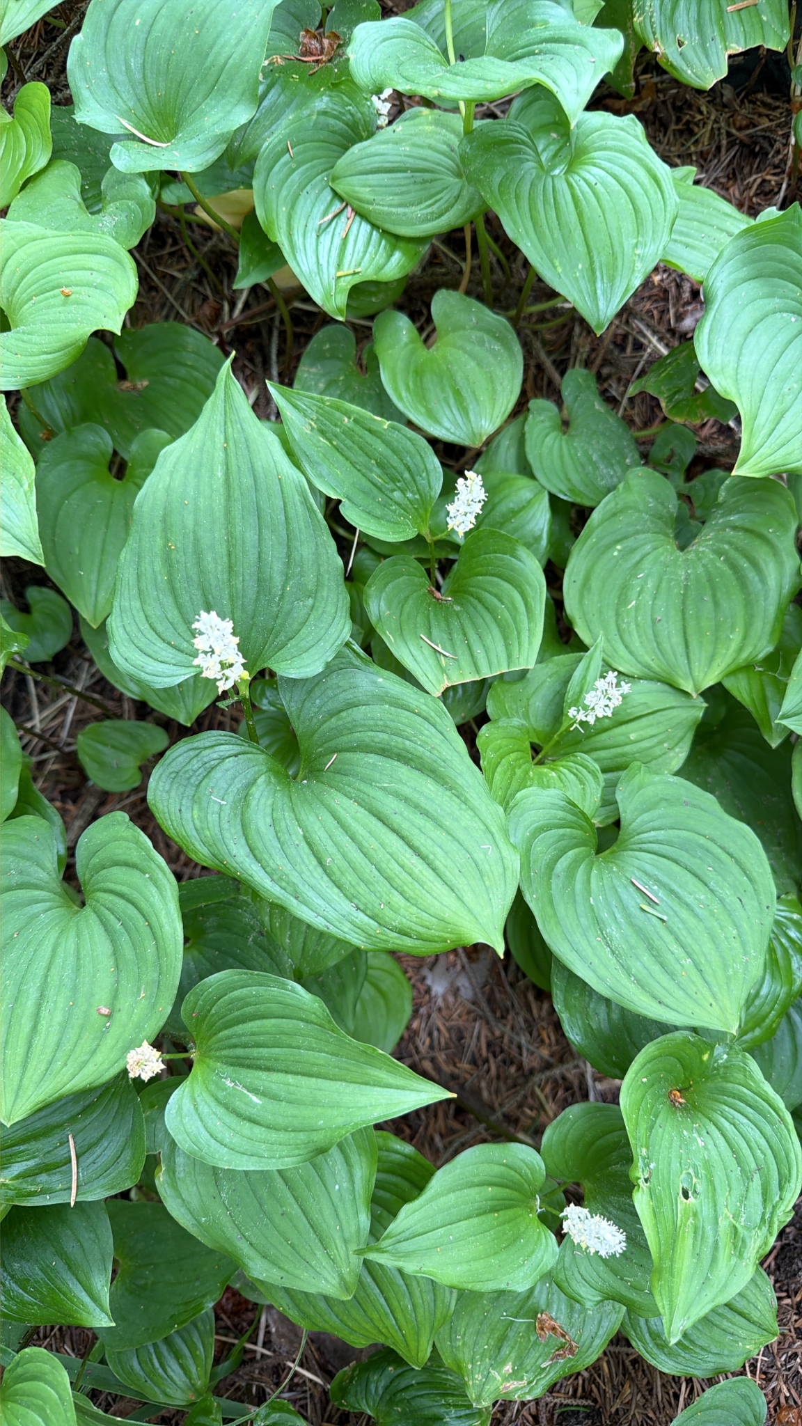 Maianthemum dilatatum