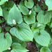 Western Lily of the Valley
