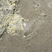 Victoria's Crystal Jelly