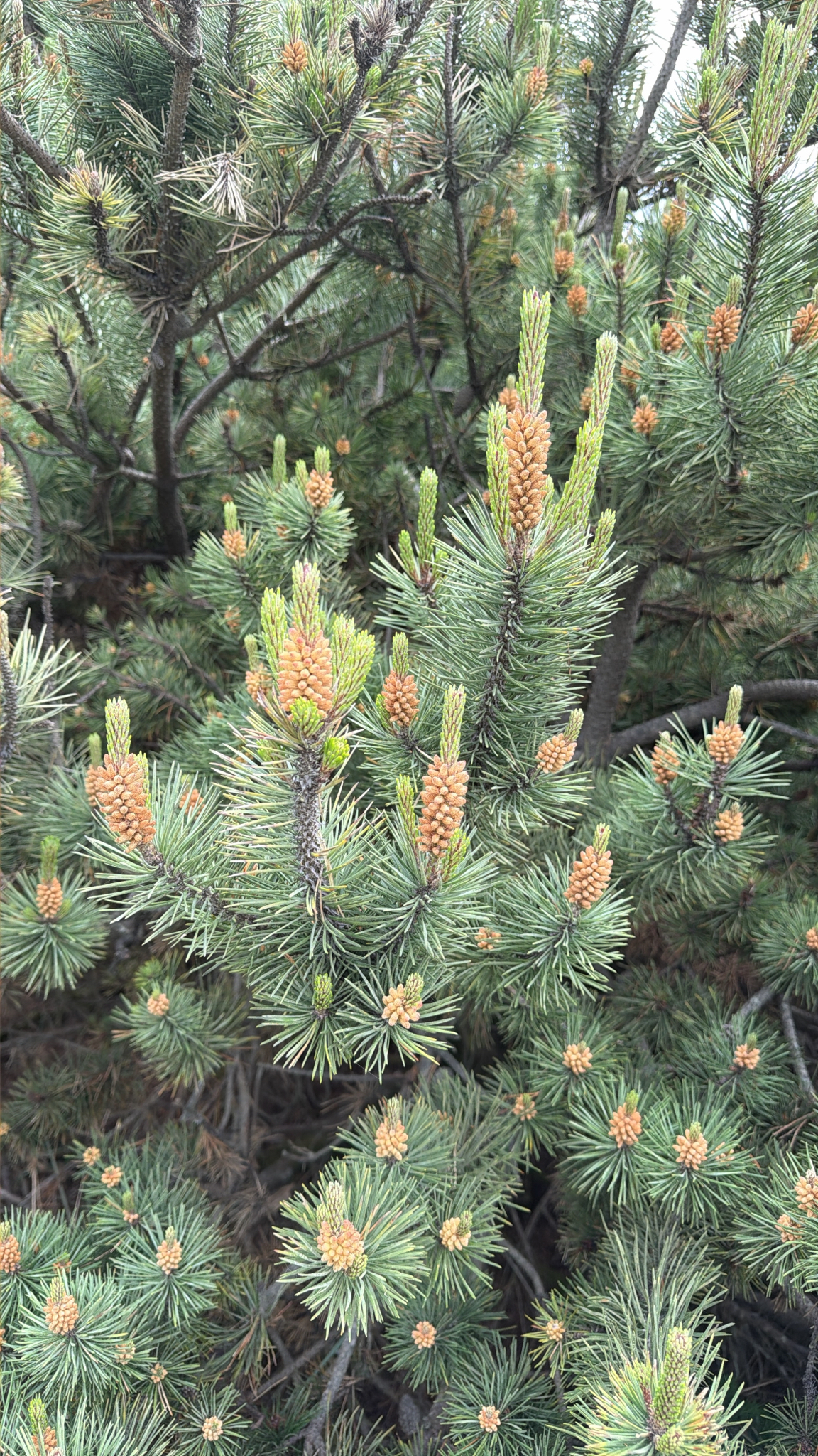 Pinus contorta