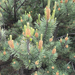lodgepole pine