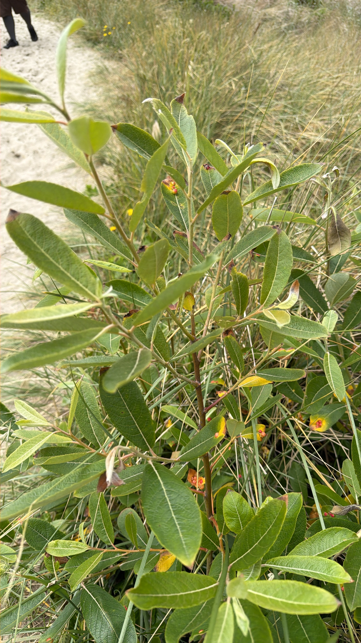 Salix hookeriana