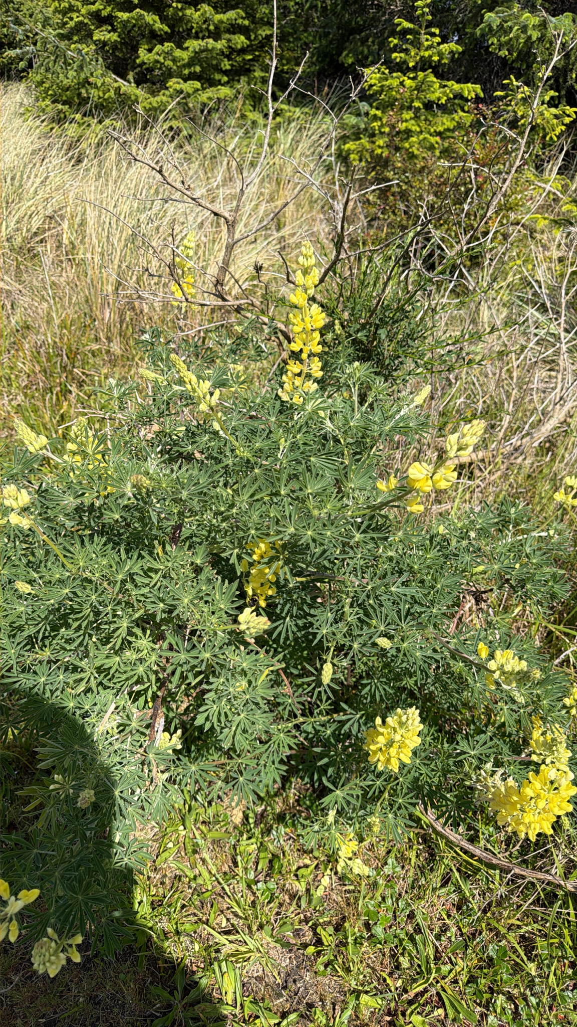 Lupinus arboreus