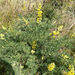 coastal bush lupine