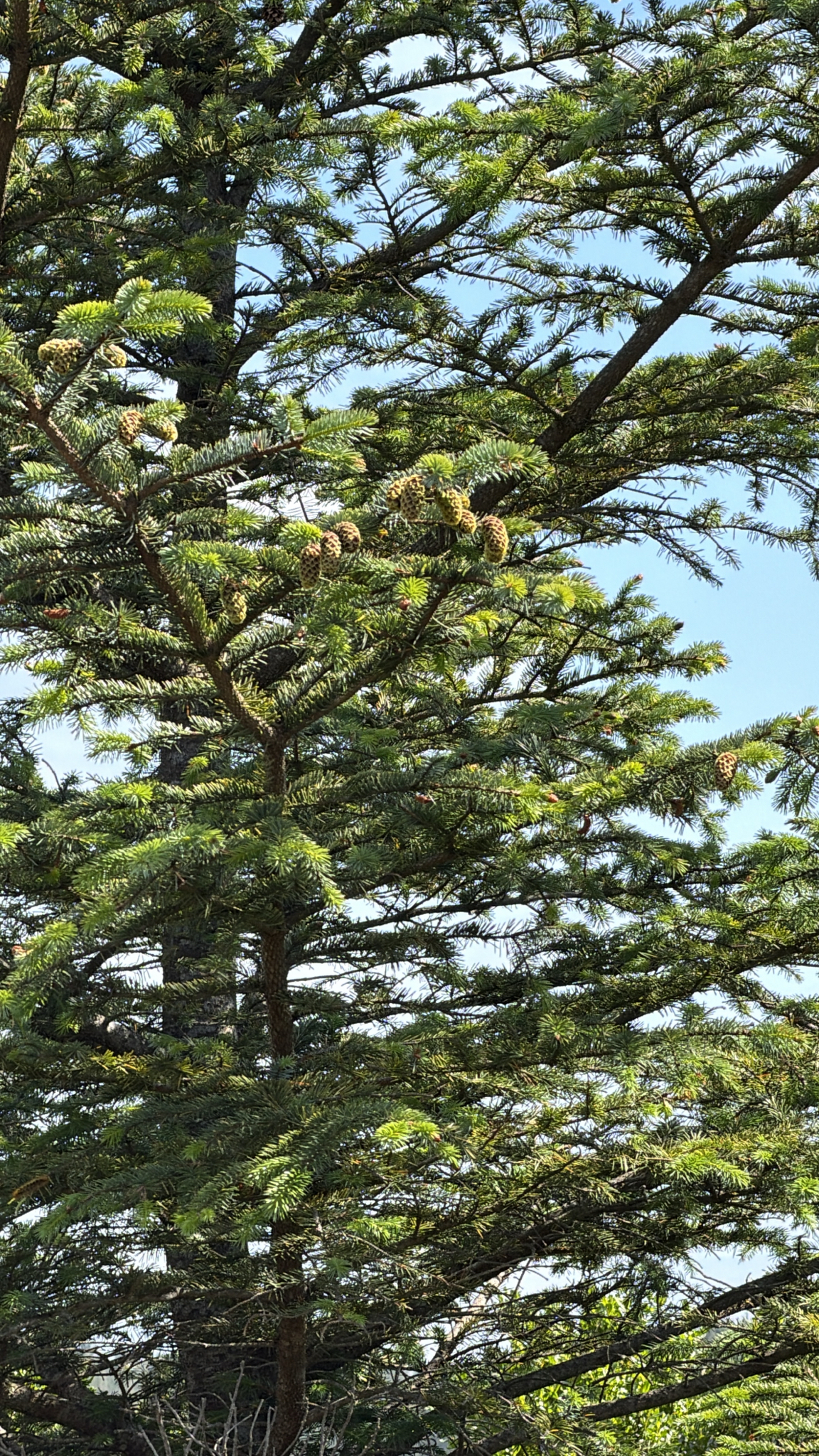 Picea sitchensis