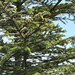Sitka spruce