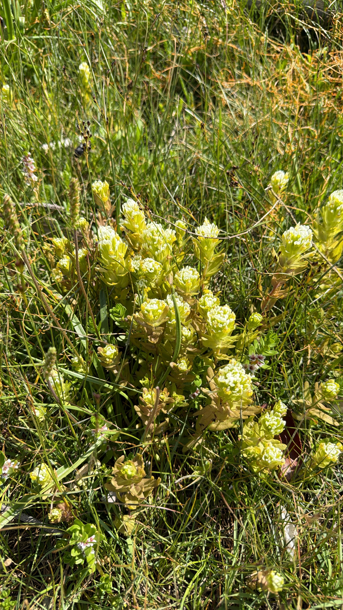 Castilleja ambigua