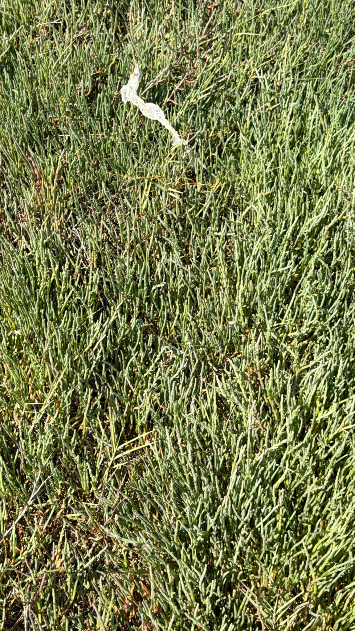 Salicornia pacifica