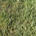 Pacific Glasswort