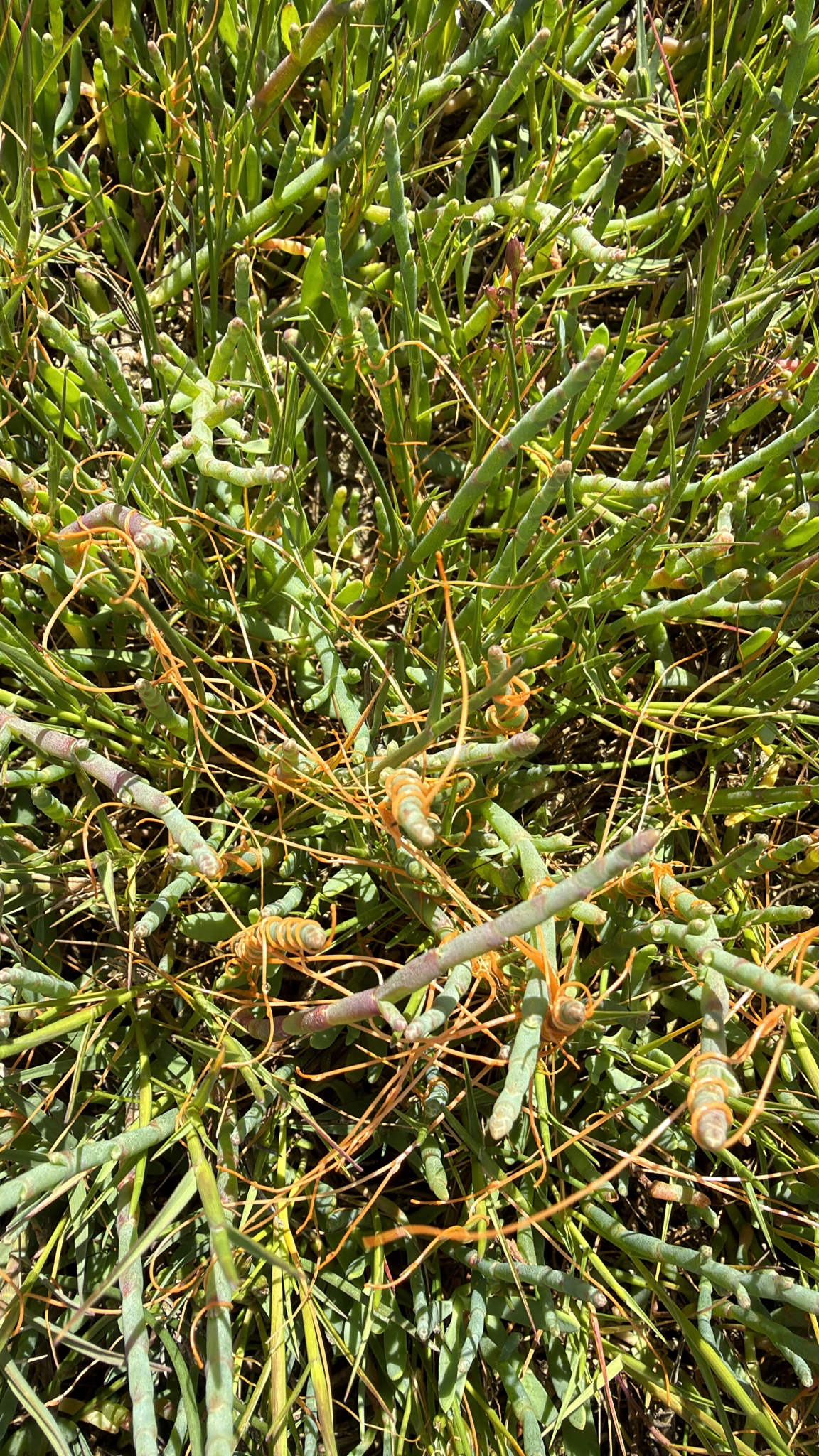 Cuscuta pacifica