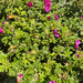 rugosa rose
