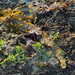 Feather Boa Kelp