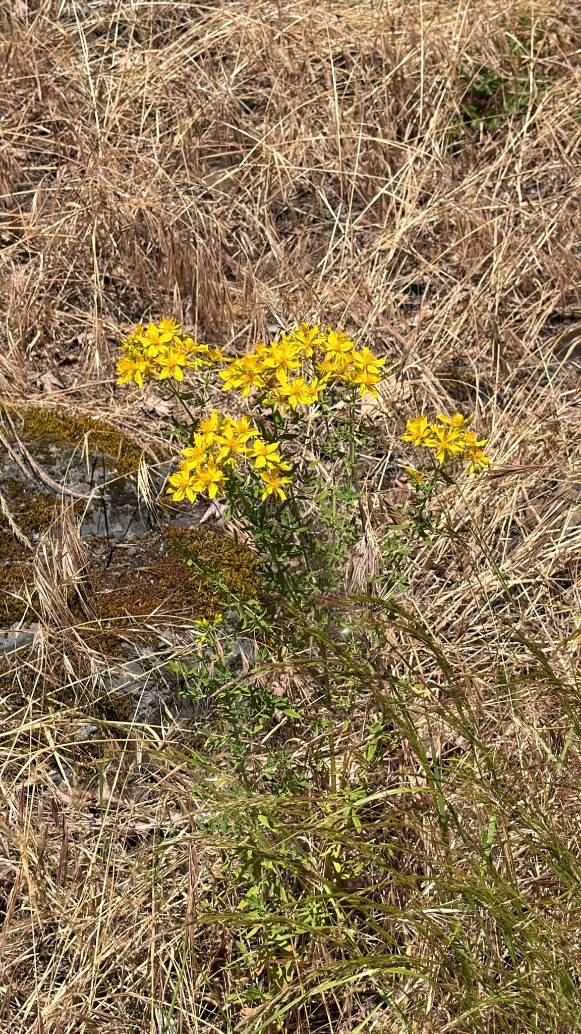 Hypericum perforatum