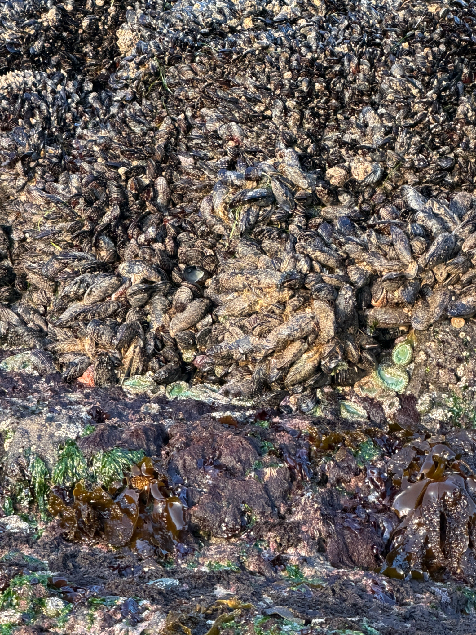 Anthopleura