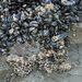 Black Mussels