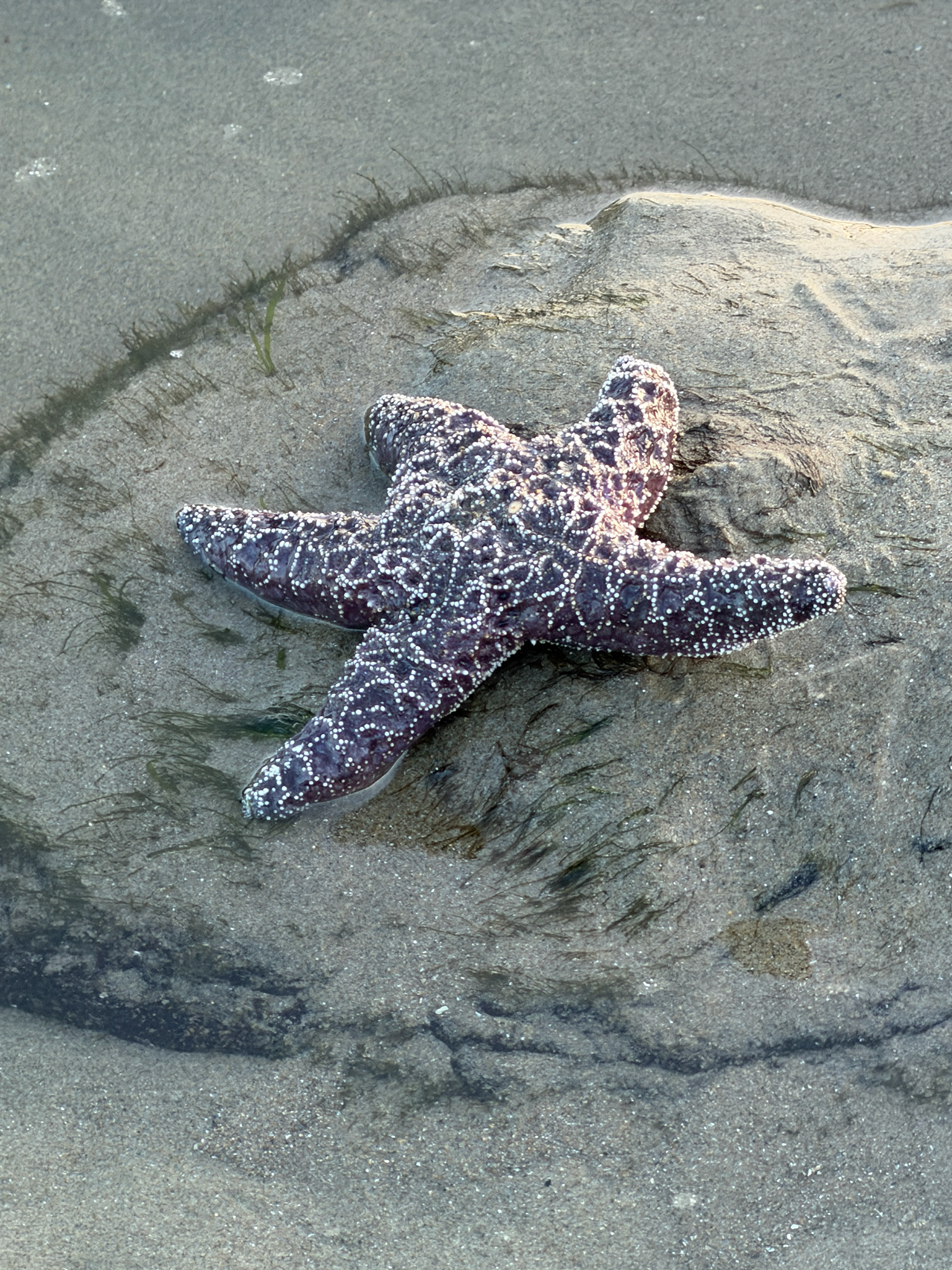 Pisaster ochraceus