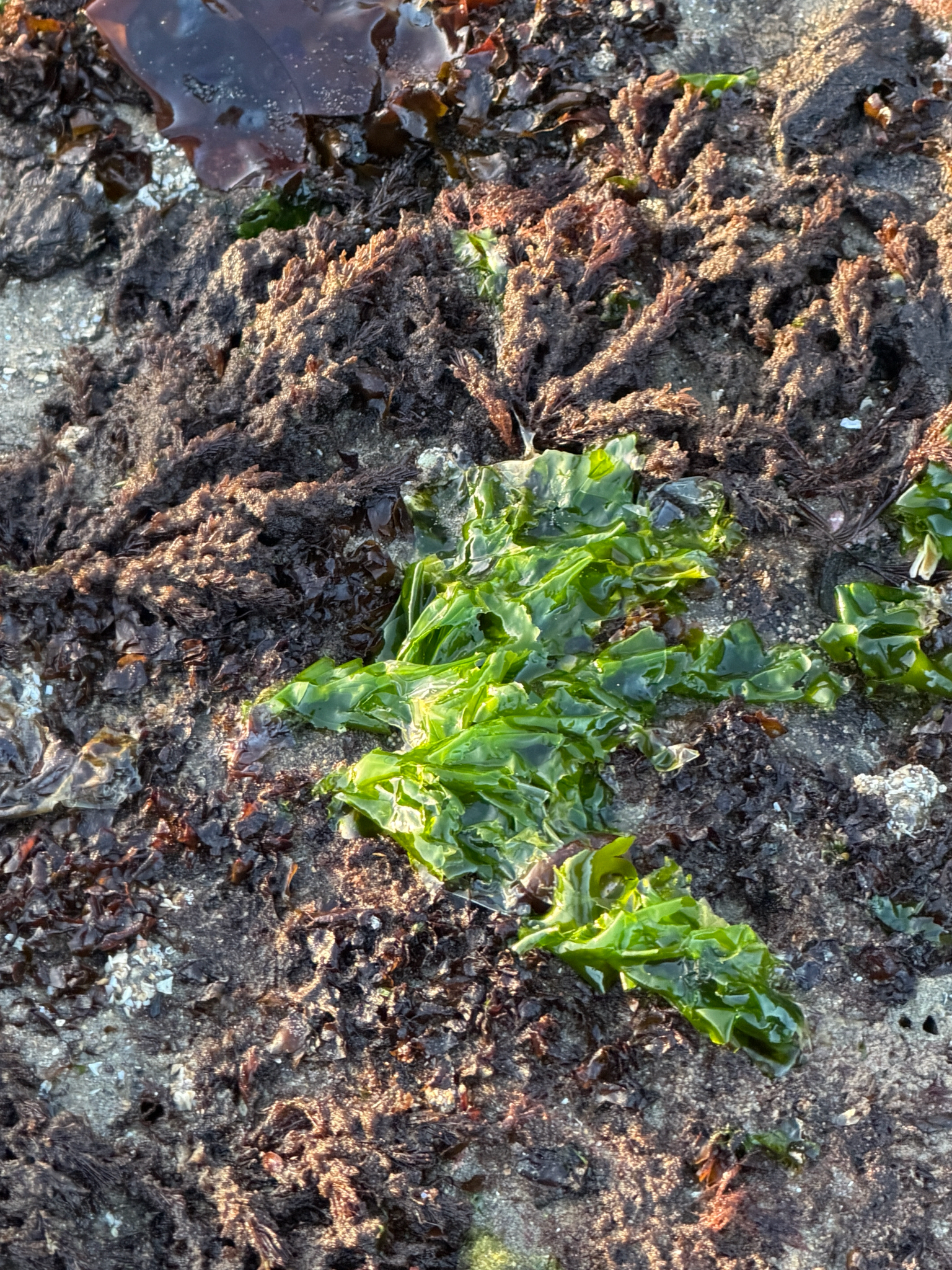 Ulva lactuca