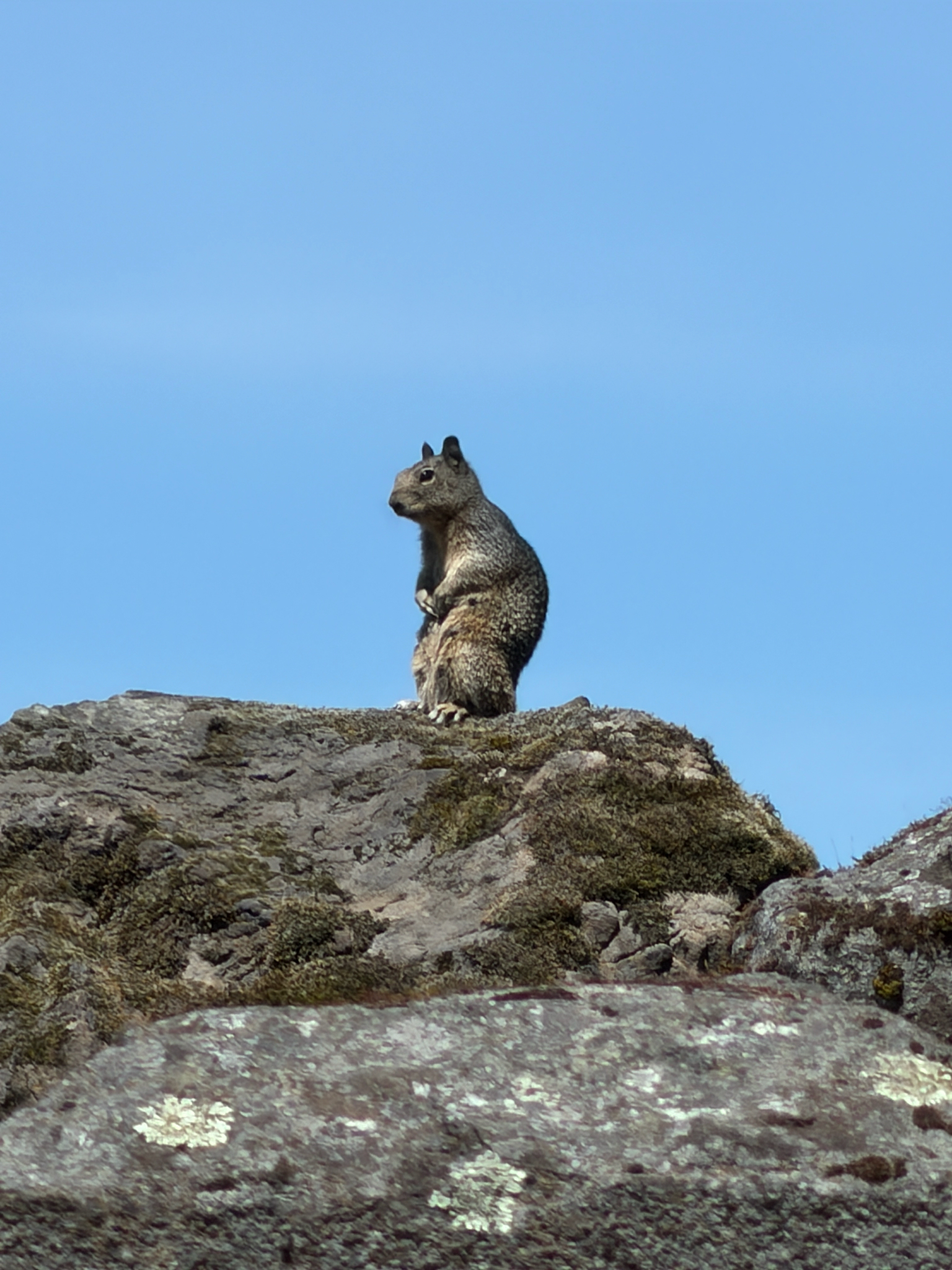 Otospermophilus douglasii