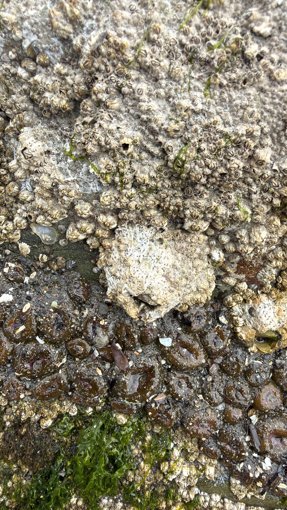 Semibalanus cariosus