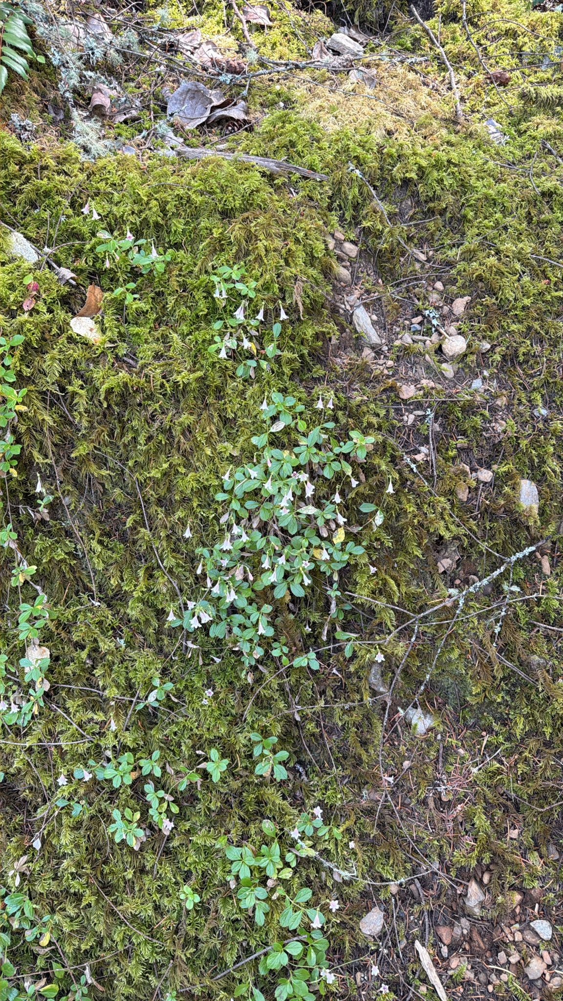Linnaea borealis