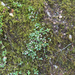 Twinflower