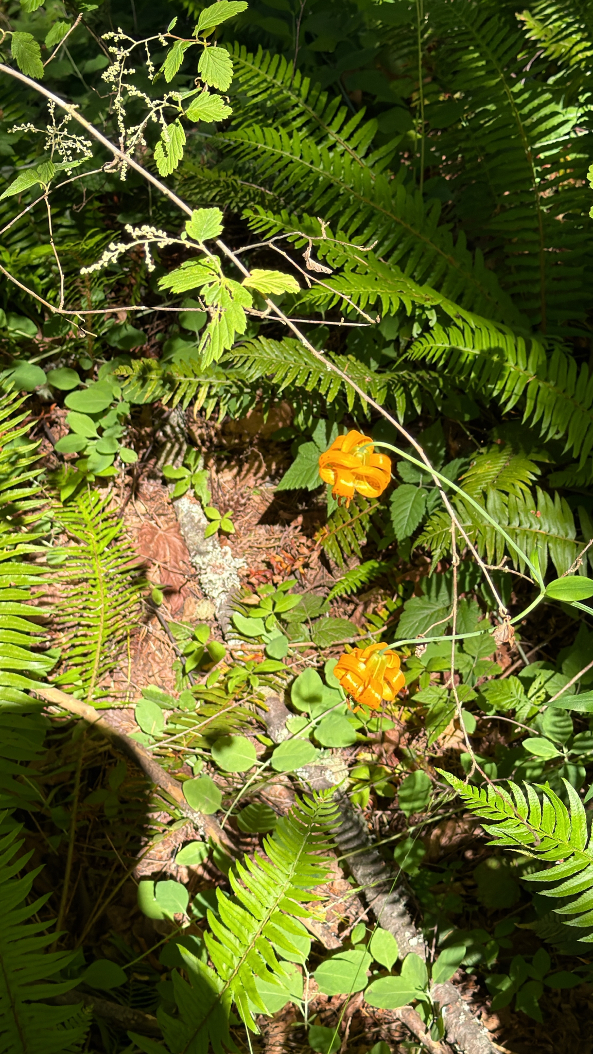 Lilium columbianum