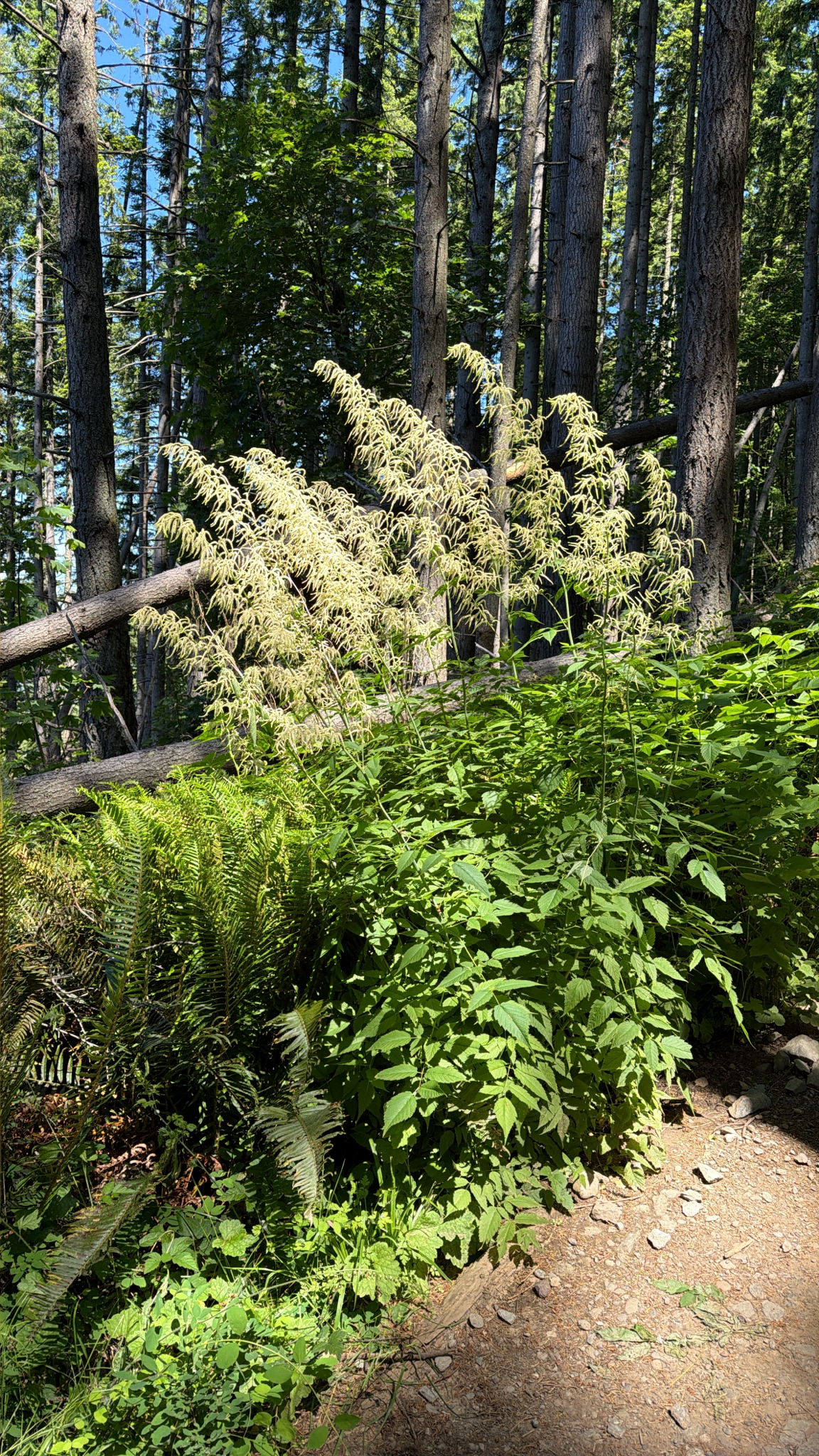 Aruncus dioicus