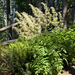 Goatsbeard