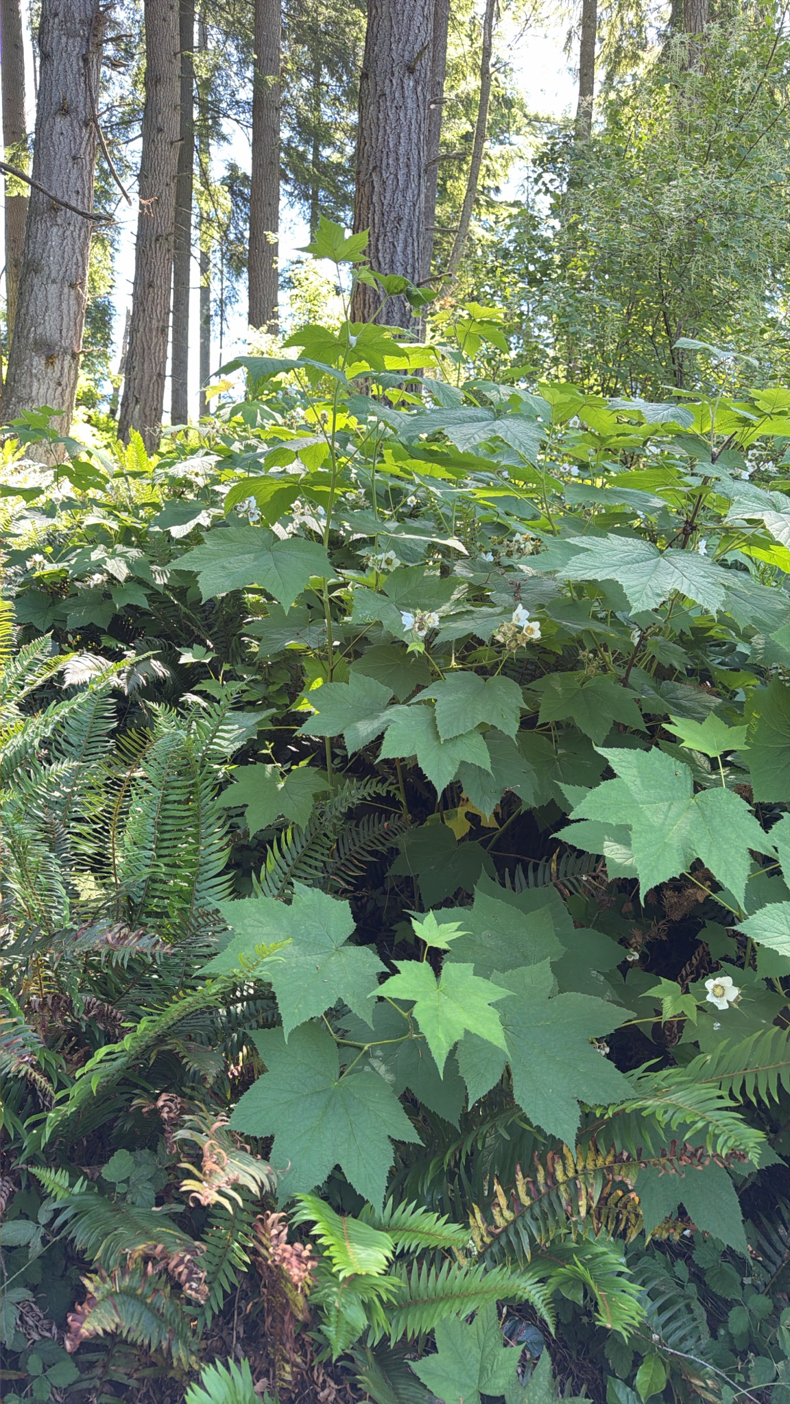 Rubus parviflorus
