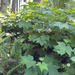 thimbleberry