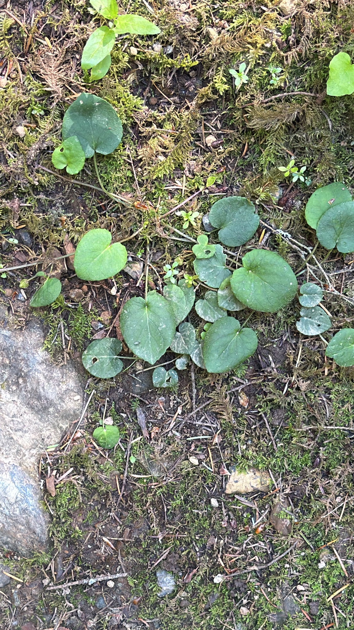 Viola sempervirens