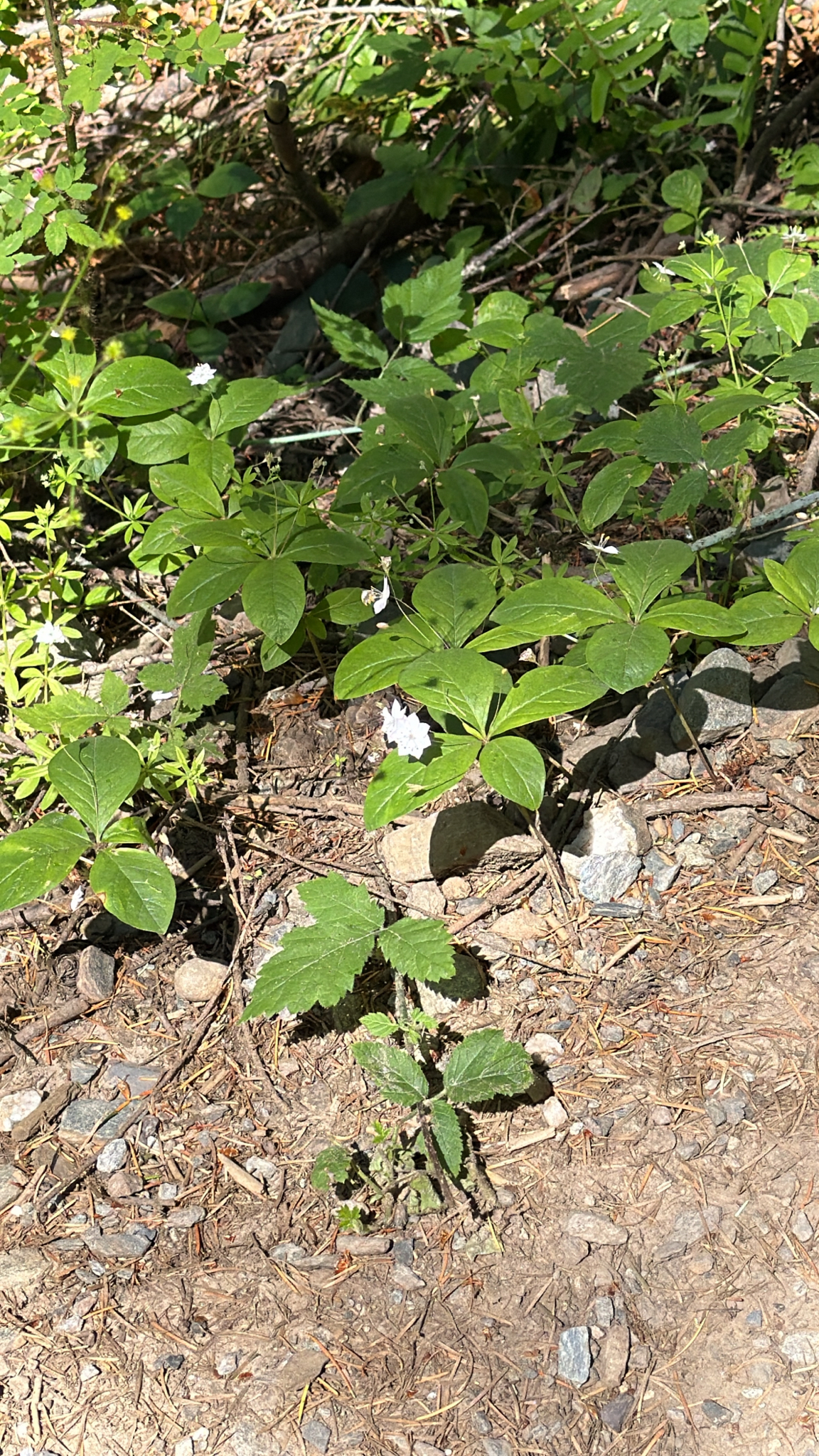 Lysimachia latifolia
