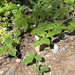 Western Starflower